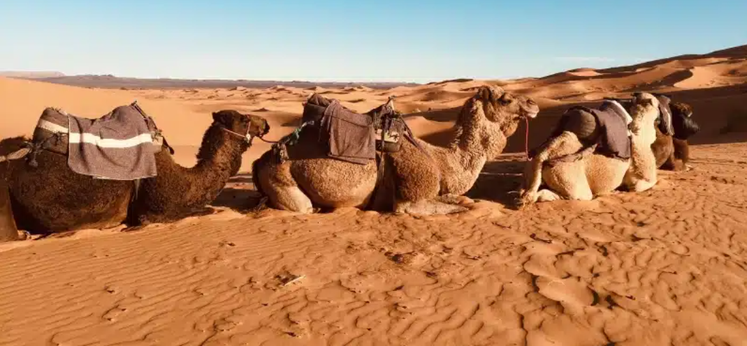 Desert Safari